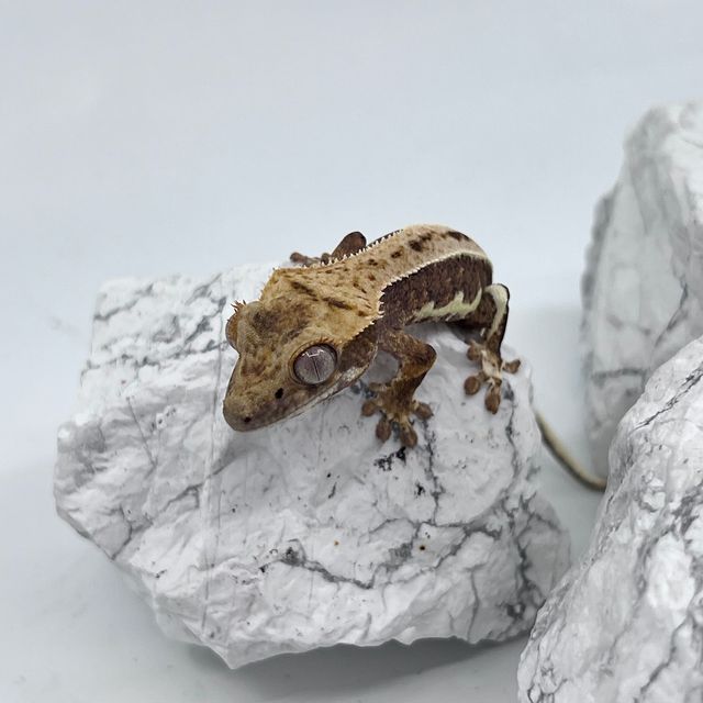 프라푸치노