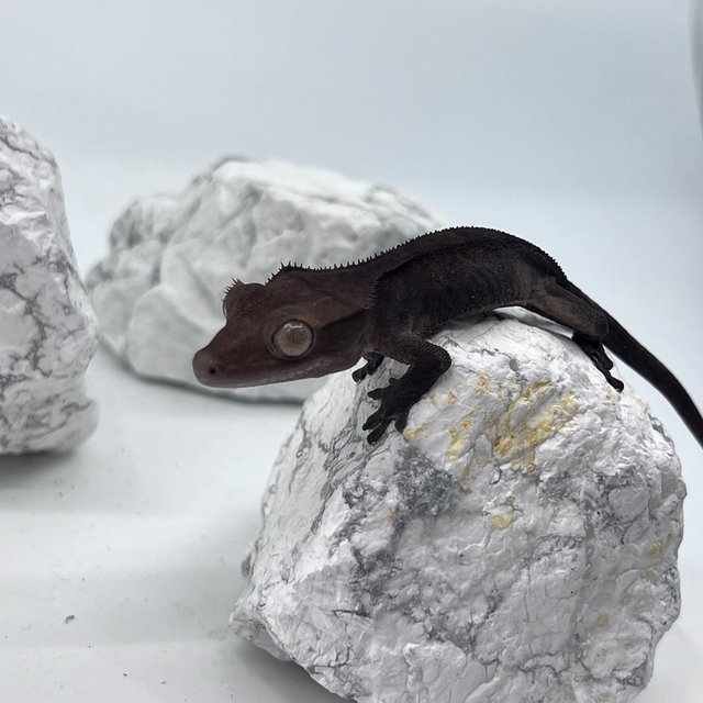 다크 카푸치노 패턴리스