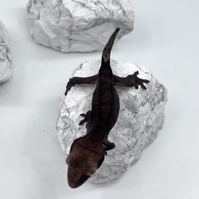 다크 카푸치노 패턴리스