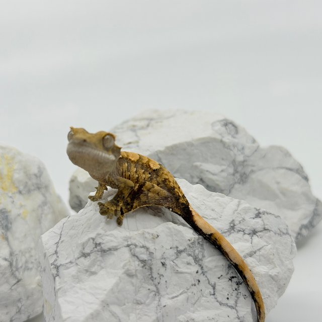 트라이 익스트림할리퀸