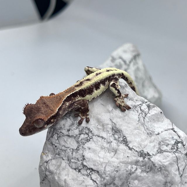 프라푸치노