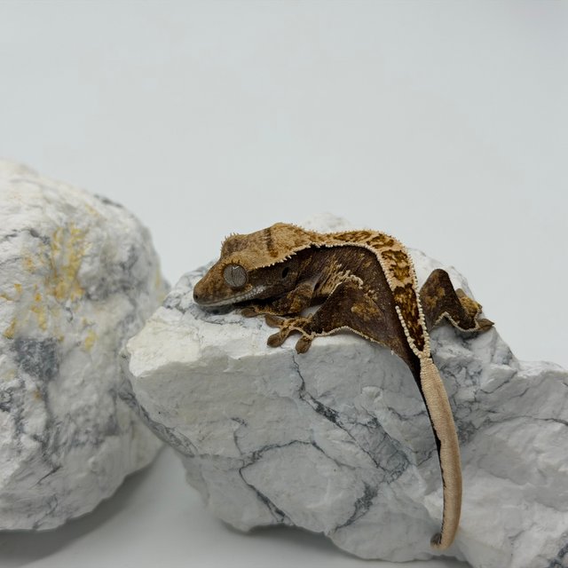 트라이 익스트림할리퀸