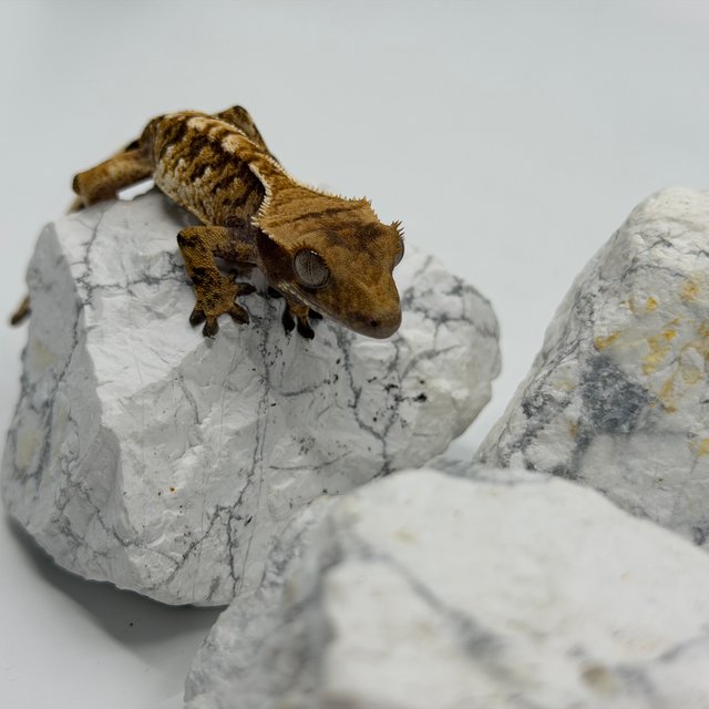 트라이 익스트림할리퀸