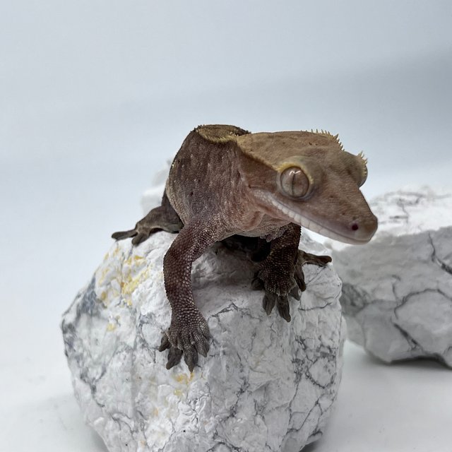 카푸치노 패턴리스