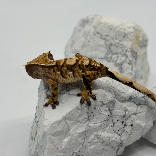 트라이 익스트림할리퀸