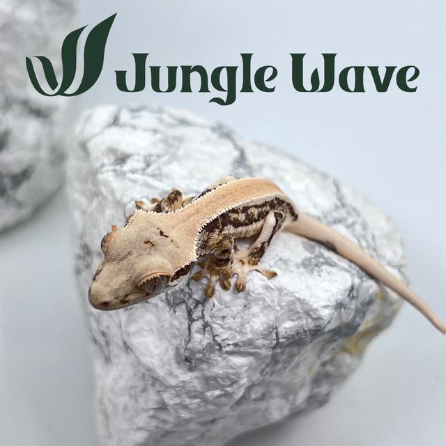 릴리화이트