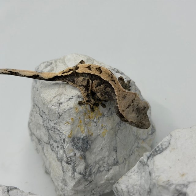 세이블 트라이 익스트림할리퀸