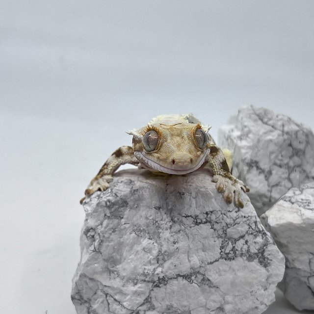 릴리화이트 솔리드백 핀스트라이프 다크