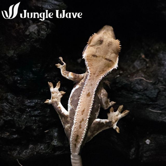 릴리화이트