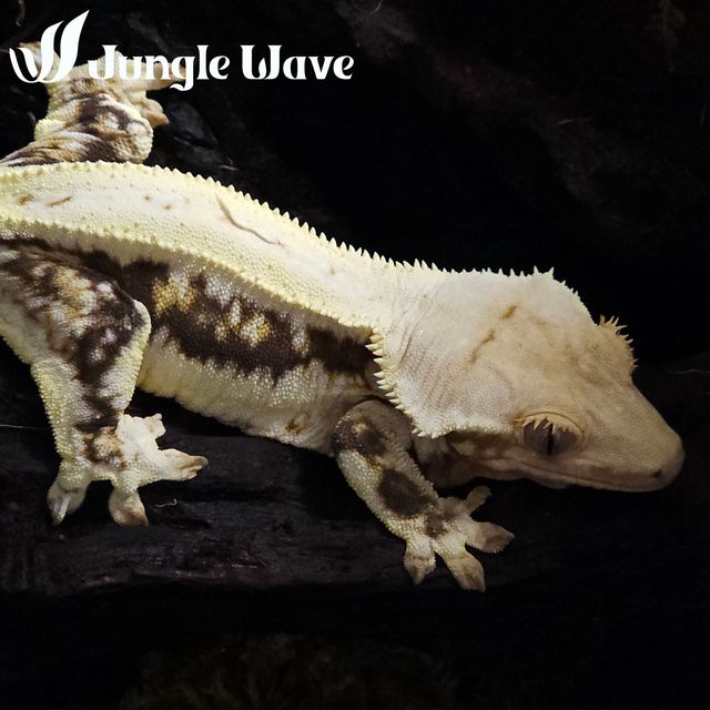 릴리화이트 다크