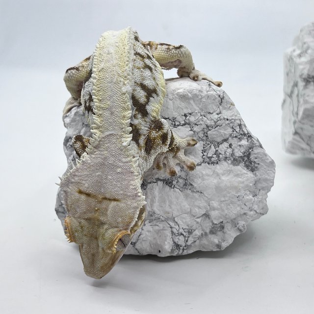 릴리화이트 솔리드백 핀스트라이프 다크