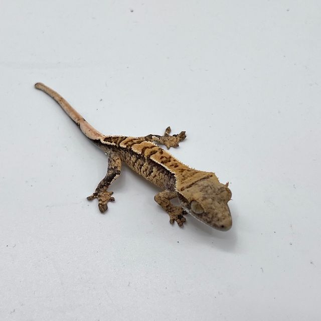트라이 익스트림할리퀸