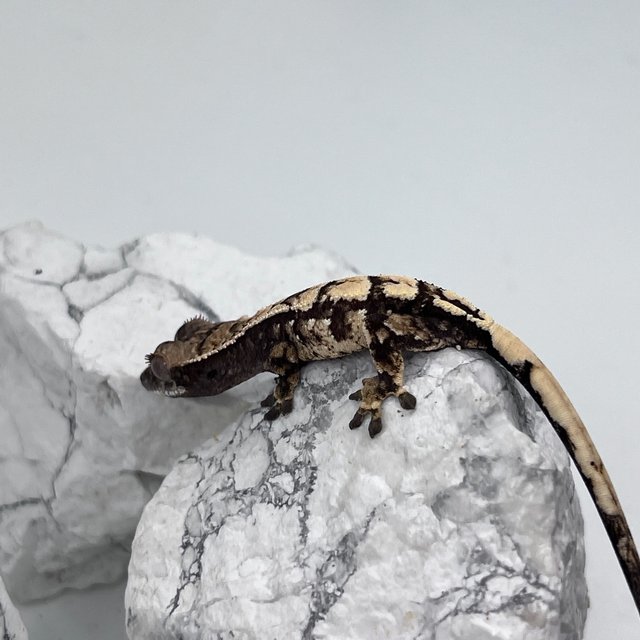 트라이 익스트림할리퀸 세이블