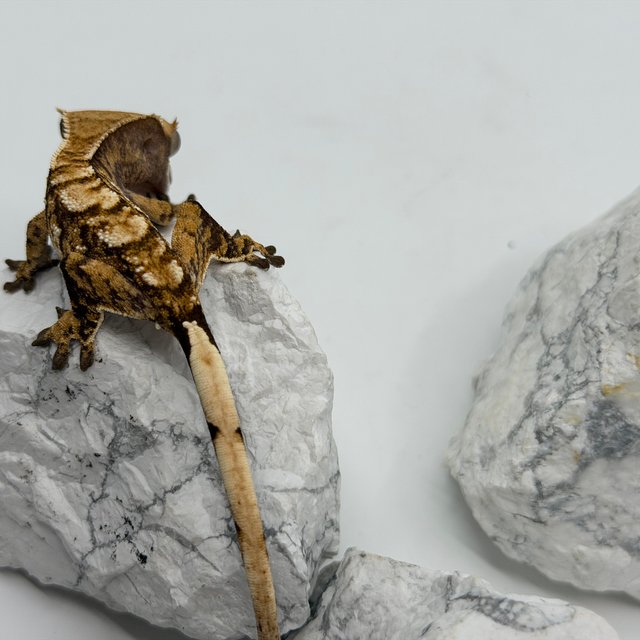 트라이 익스트림할리퀸