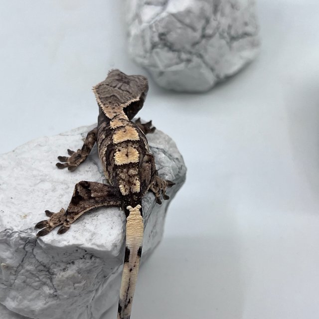 트라이 익스트림할리퀸 세이블