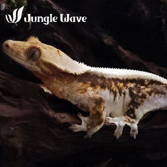 릴리화이트 트라이