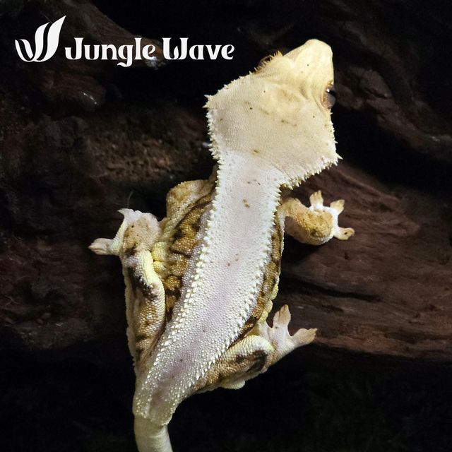 릴리화이트 트라이 드리피