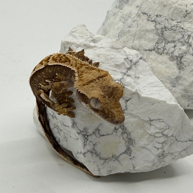 트라이 익스트림할리퀸