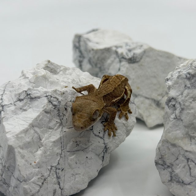 레드 팬텀 릴리화이트