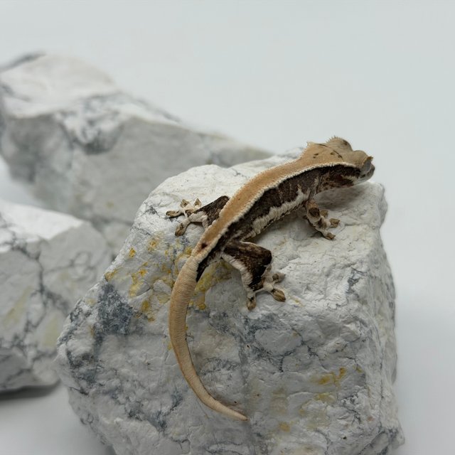 솔리드백 화이트핀 릴리화이트