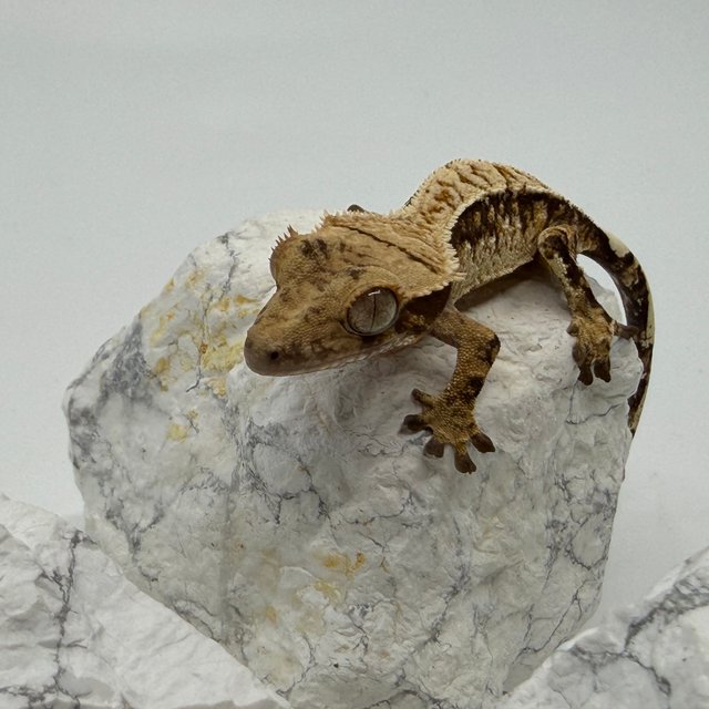 트라이 익스트림할리퀸