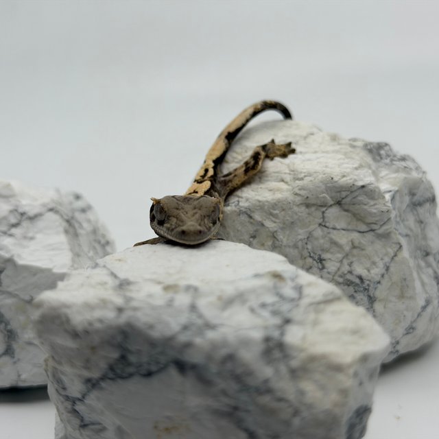 세이블 트라이 익스트림할리퀸