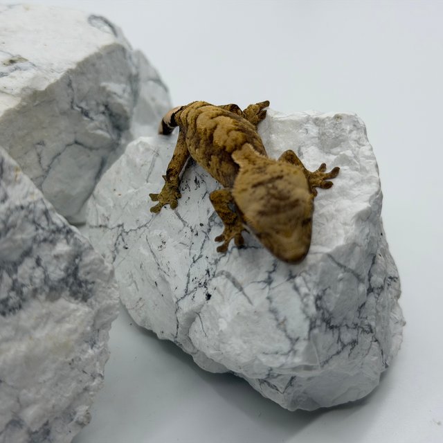 트라이 익스트림할리퀸