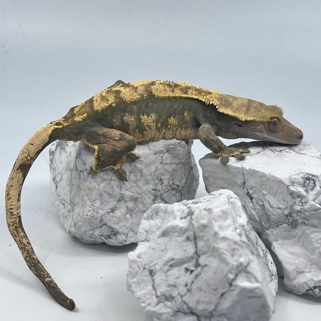 트라이 익스트림할리퀸