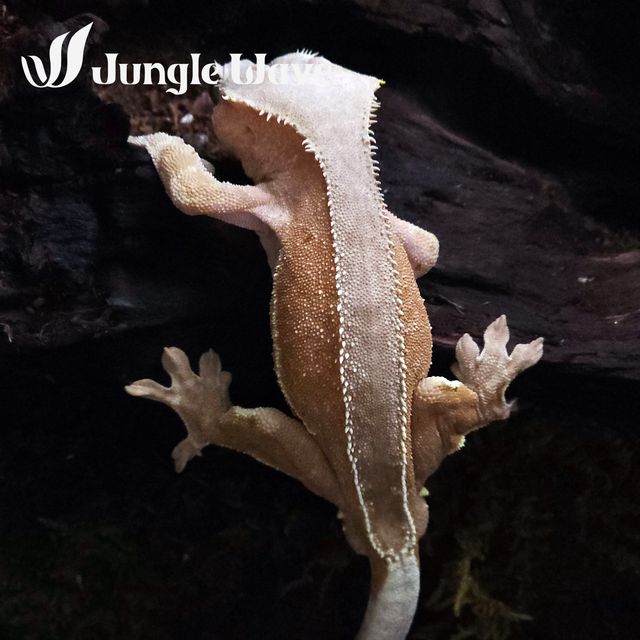 레드 팬텀 릴리화이트