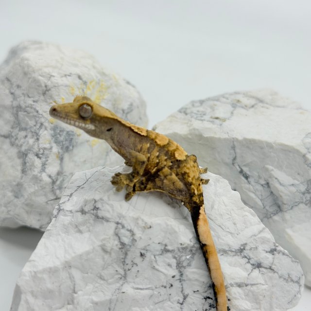 트라이 익스트림할리퀸