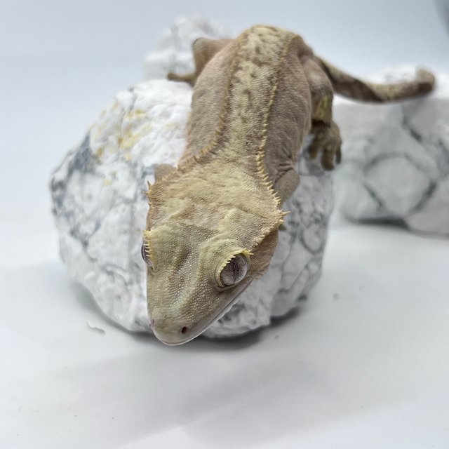 노멀 팬텀 옐로우