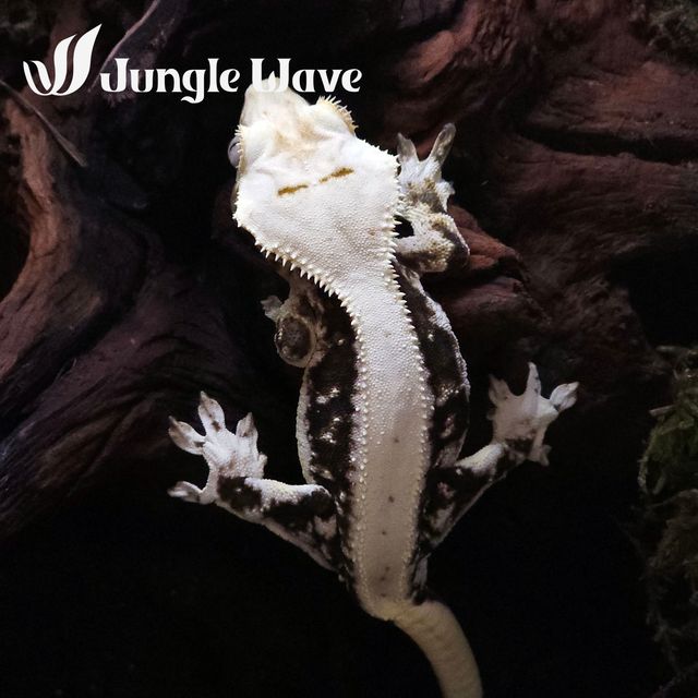 다크 릴리화이트