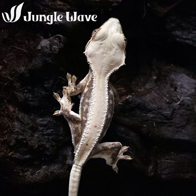 릴리화이트 핀스트라이프