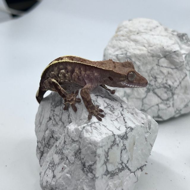 카푸치노