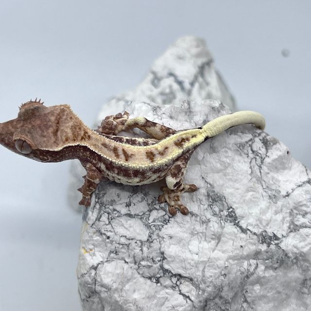 프라푸치노