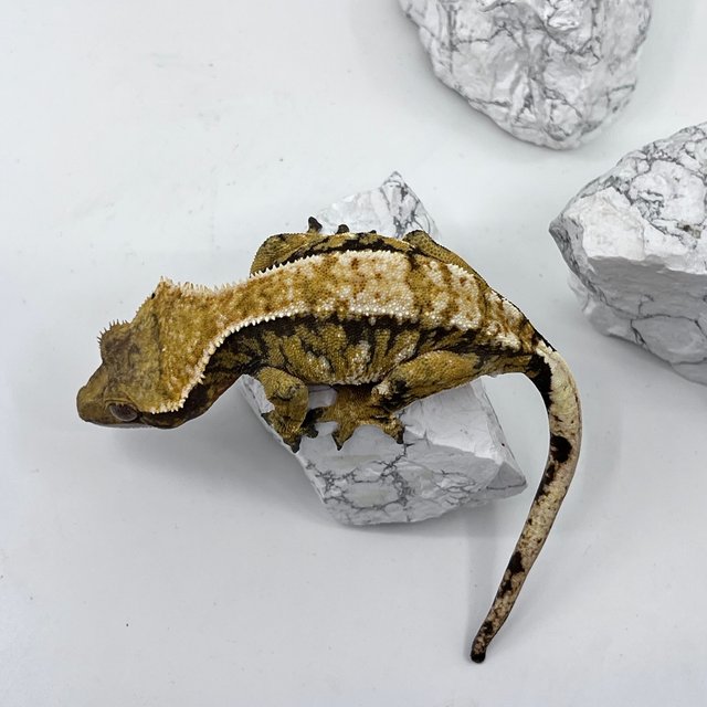 트라이 익스트림할리퀸