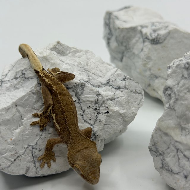 레드 팬텀 릴리화이트