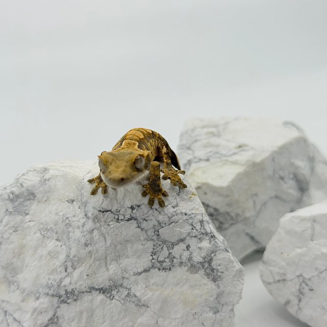 트라이 익스트림할리퀸