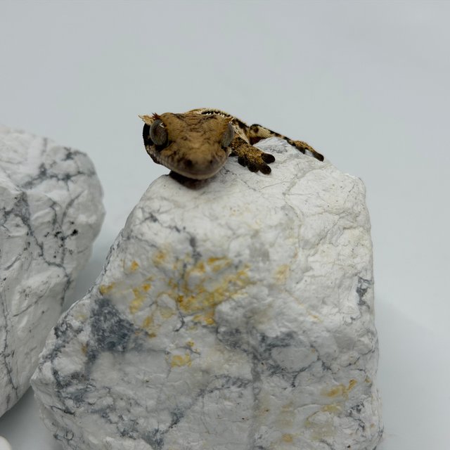 트라이 익스트림할리퀸