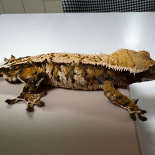트라이 익스트림할리퀸 바브 텐저린