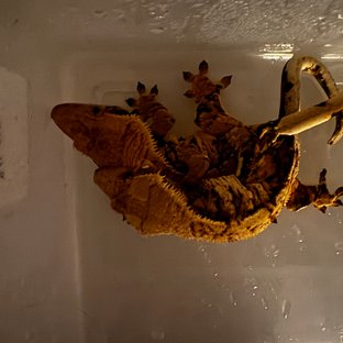 노멀 트라이 익스트림할리퀸