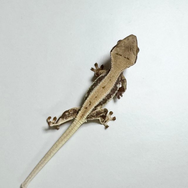 릴리100%헷아잔틱