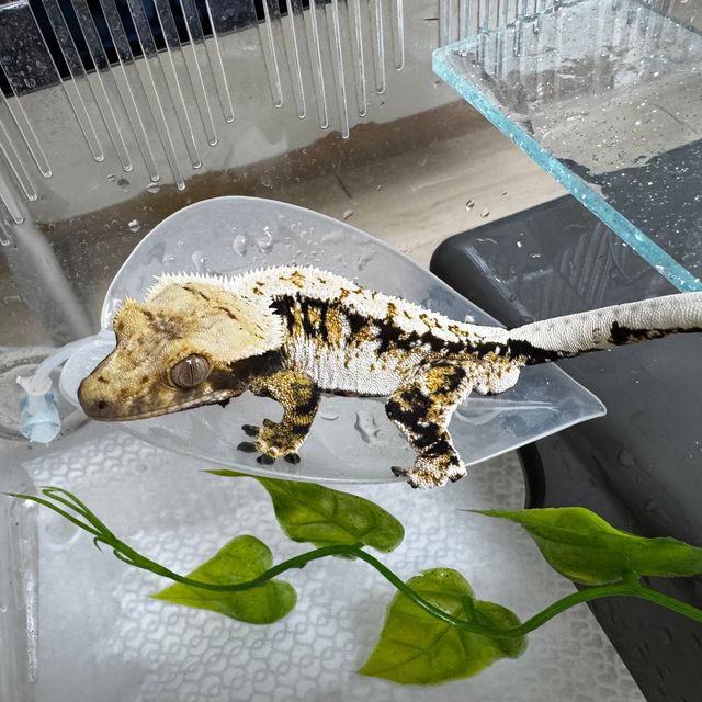 노멀 트라이 익스트림할리퀸