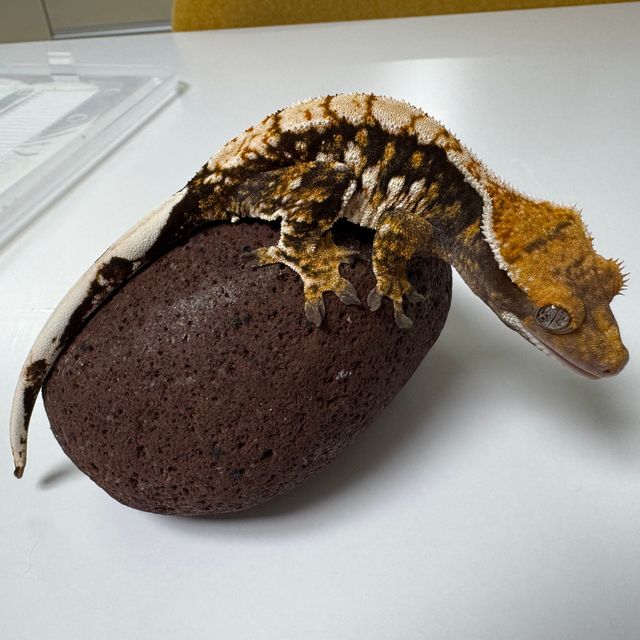 노멀 트라이 화이트스팟 익스트림할리퀸