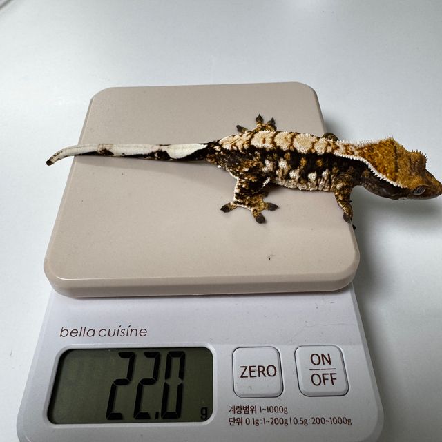 노멀 트라이 화이트스팟 익스트림할리퀸