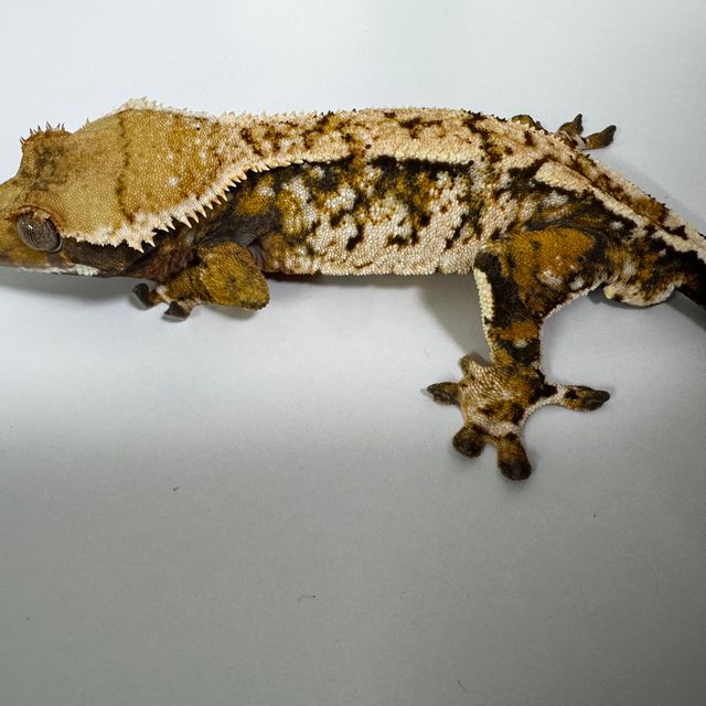 트라이 익스트림할리퀸 바브 텐저린