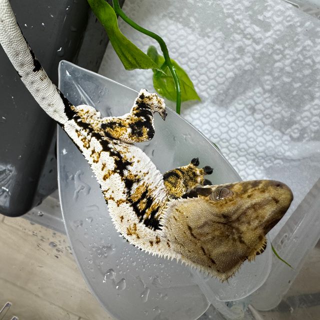 노멀 트라이 익스트림할리퀸