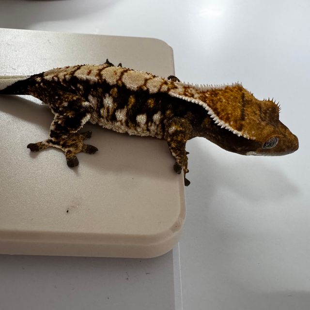 노멀 트라이 화이트스팟 익스트림할리퀸