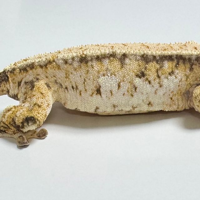 트라이 노멀 드리피 화이트스팟