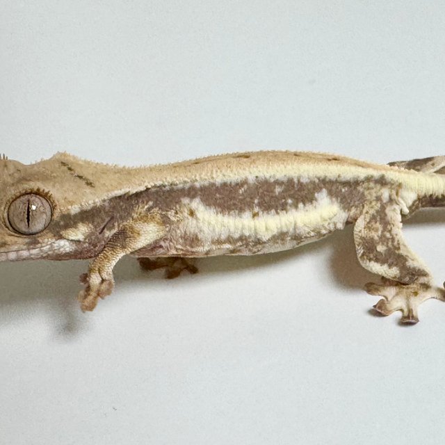 릴리100%헷아잔틱